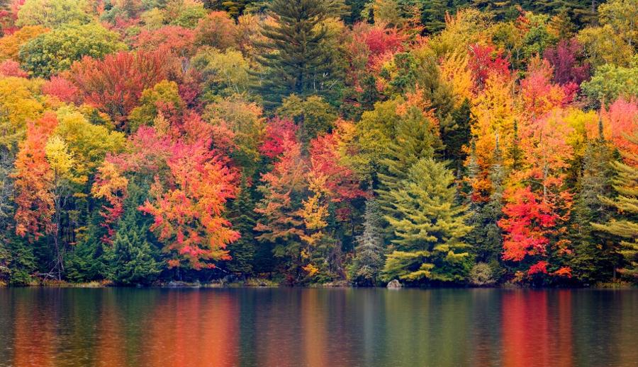 Autumn Foliage Reflecting in a New England PondVermont