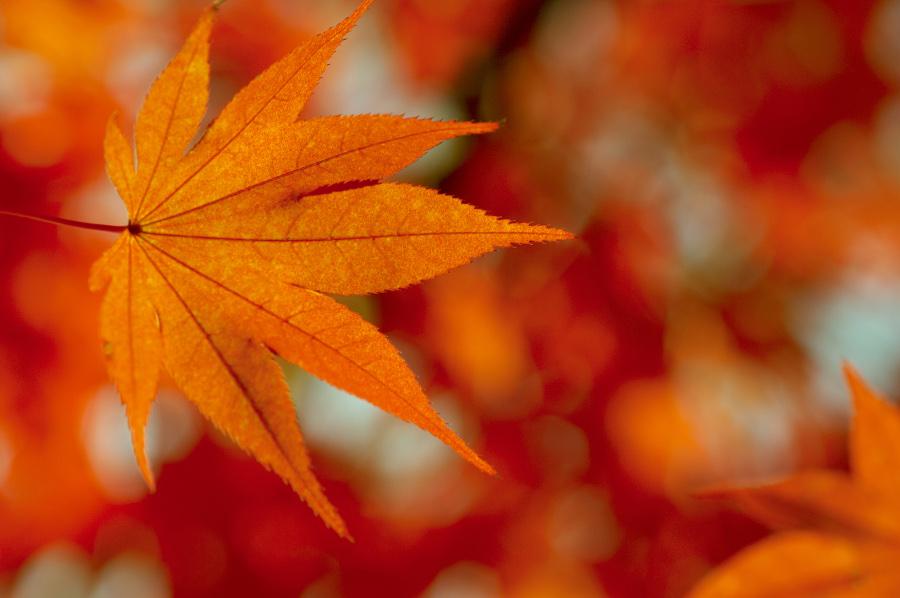 colorful fall leaf