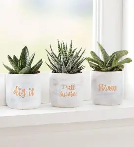 Succulent Trio