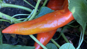 https://www.cheryls.com/blog/wp content/uploads///Smile Farms Peppers Red x  x