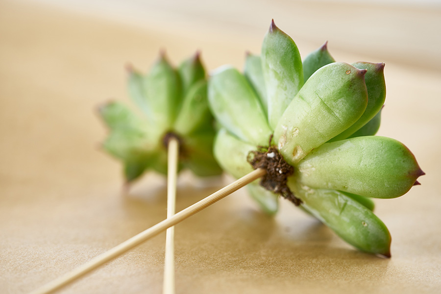 Photo of succulent on a skewer