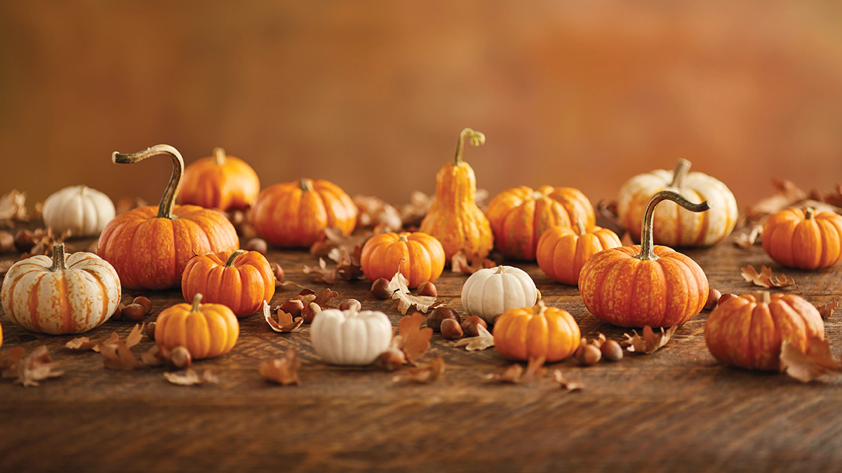 Photo of mini pumpkins on a table