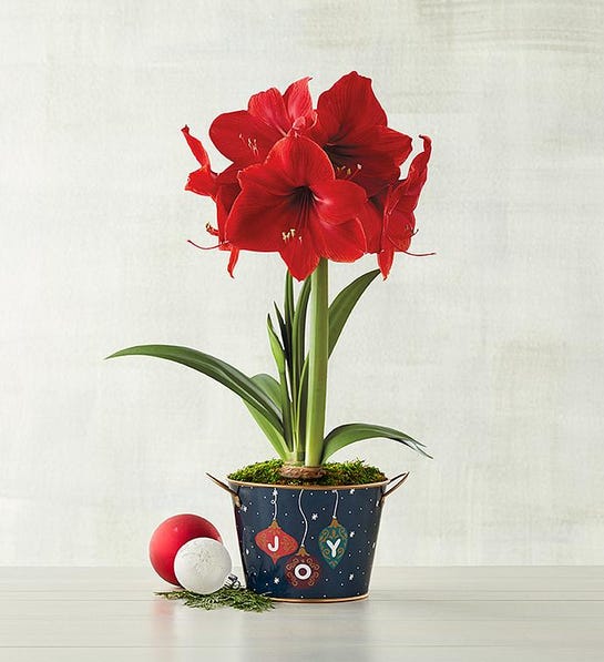 https://www.cheryls.com/blog/wp content/uploads///Red Lion Amaryllis