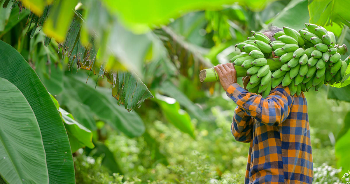 https://www.cheryls.com/blog/wp content/uploads/// Banana Crops