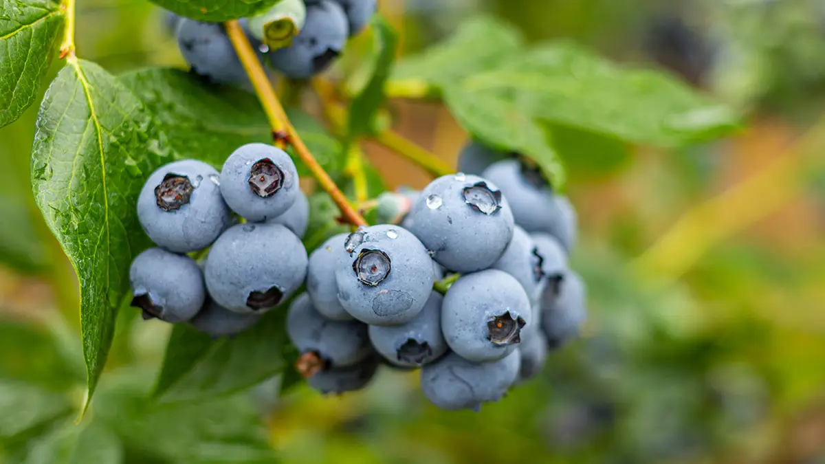 5 Facts About Blueberries | Scrumptious Bites