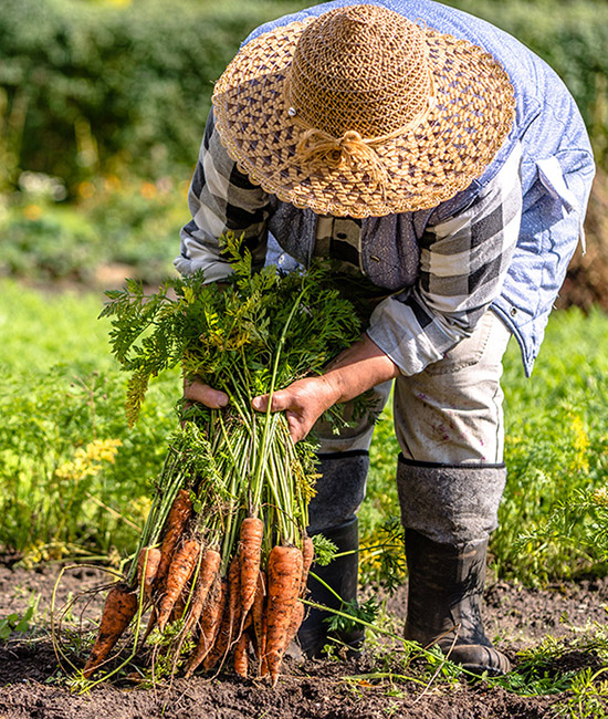 https://www.cheryls.com/blog/wp content/uploads///Harvesting carrots