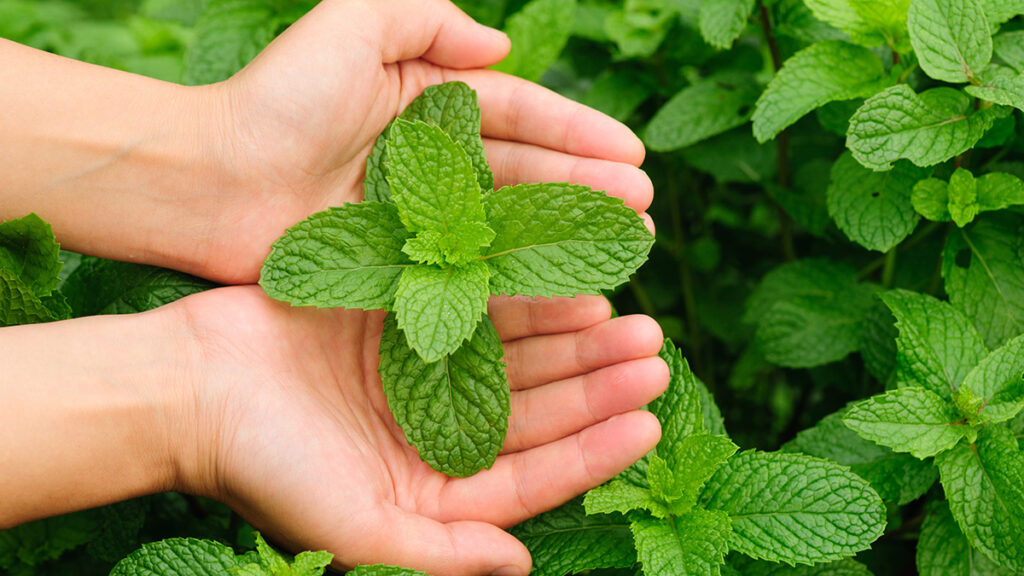 https://www.cheryls.com/blog/wp content/uploads///history of peppermint peppermint leaves x